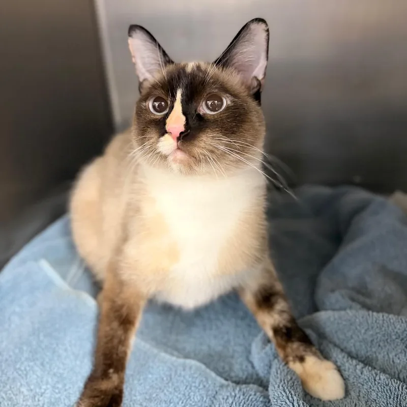 A young medium-sized female Domestic Short Hair cat named Thistle for adoption in Spokane, WA