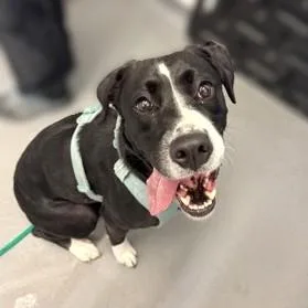An adult medium-sized female Mixed Breed dog named Rosie for adoption in Seattle, WA