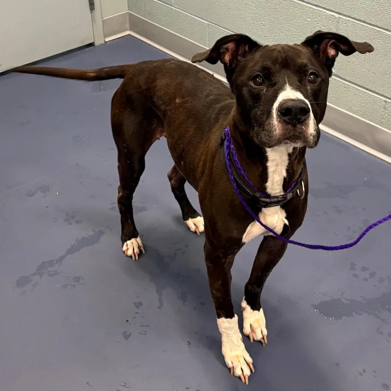 A senior medium-sized male Pit Bull Terrier dog named Cozmo for adoption in Greensboro, NC