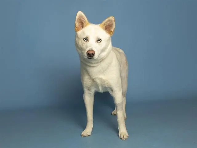 A young medium-sized female Husky dog named Nami for adoption in Phoenix, AZ