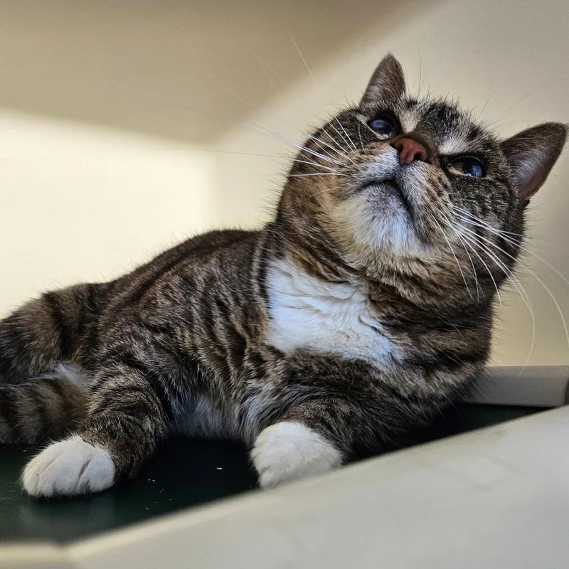 An adult medium-sized female Brown / Chocolate Domestic Short Hair cat named Mama Cass for adoption in Harrisonburg, VA