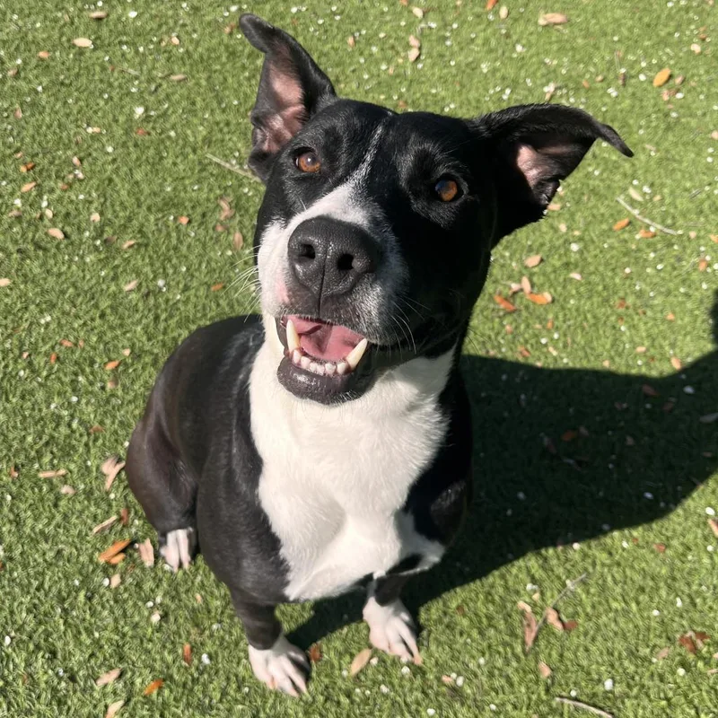 Harriet The Spy thumbnail 2