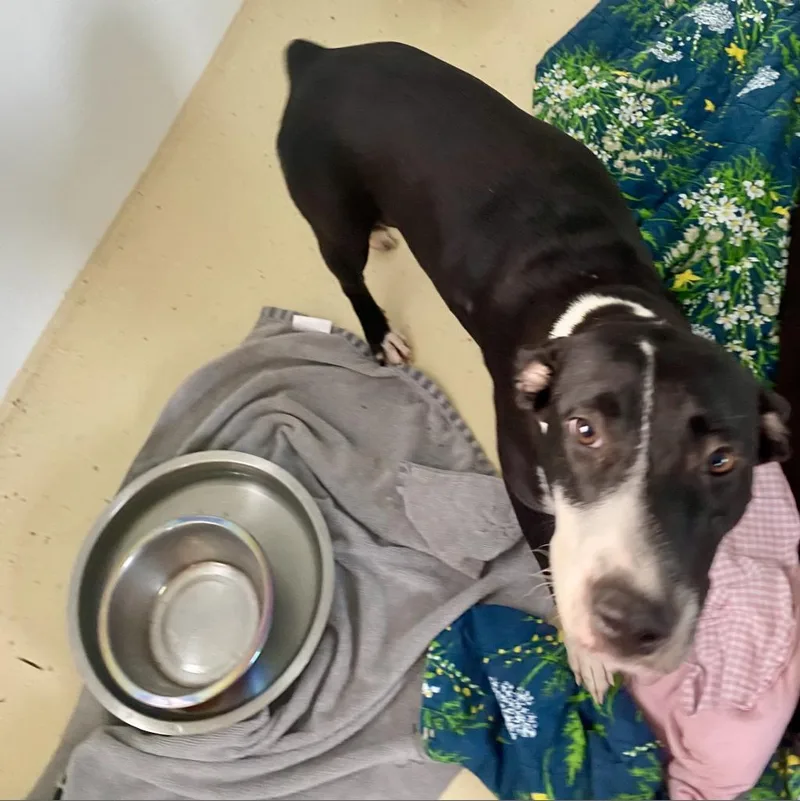 Harriet The Spy thumbnail 3