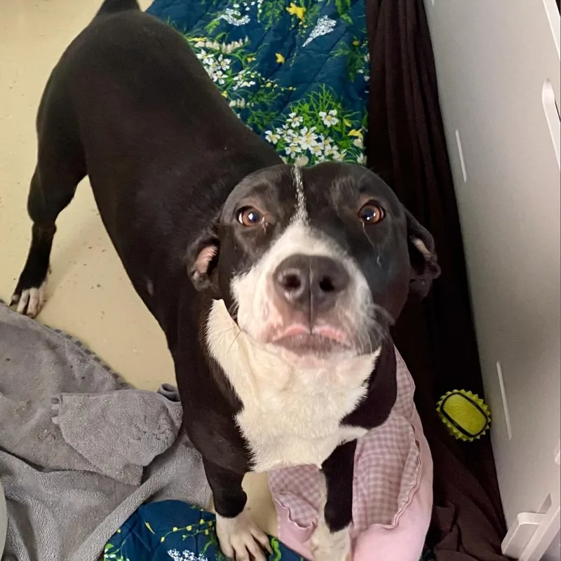 Harriet The Spy thumbnail 4