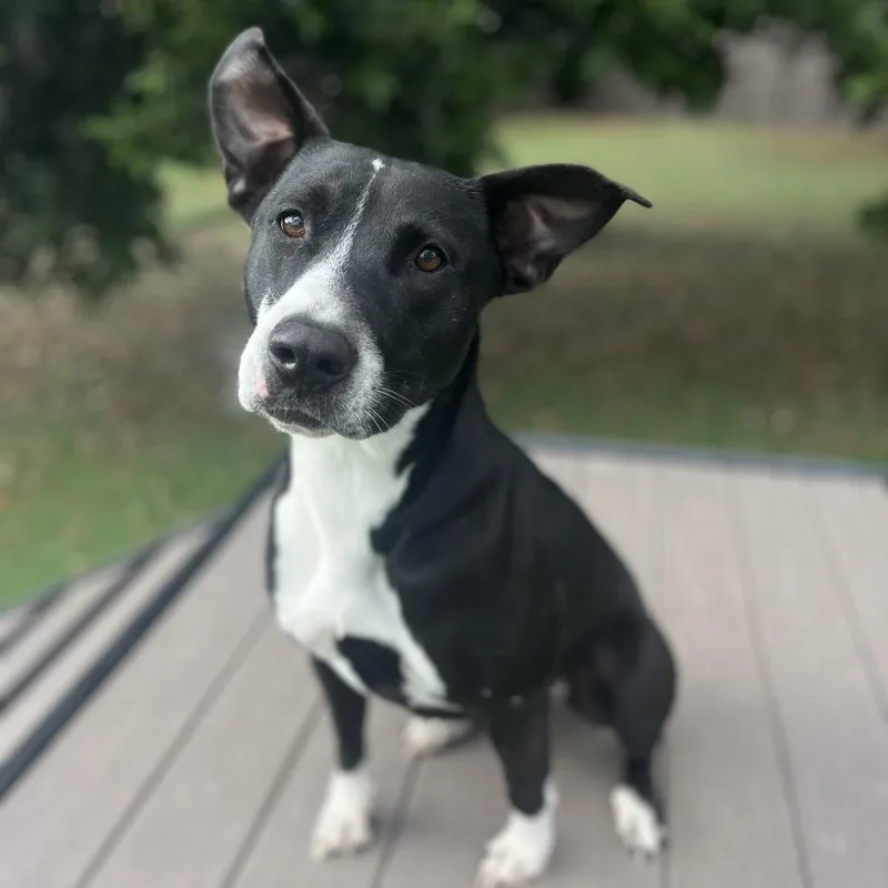 Harriet The Spy thumbnail 5