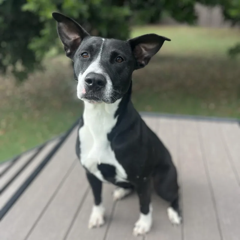 Harriet The Spy thumbnail 6