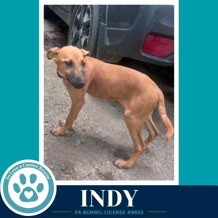 A baby large-sized female Brown / Chocolate Shepherd dog named Indy for adoption in Kimberton, PA
