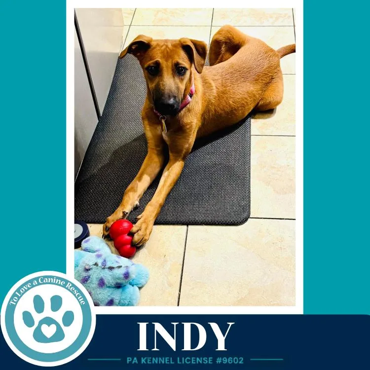 Indy thumbnail 3
