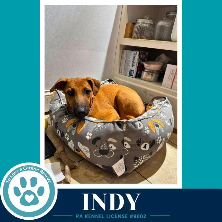 Indy thumbnail 4