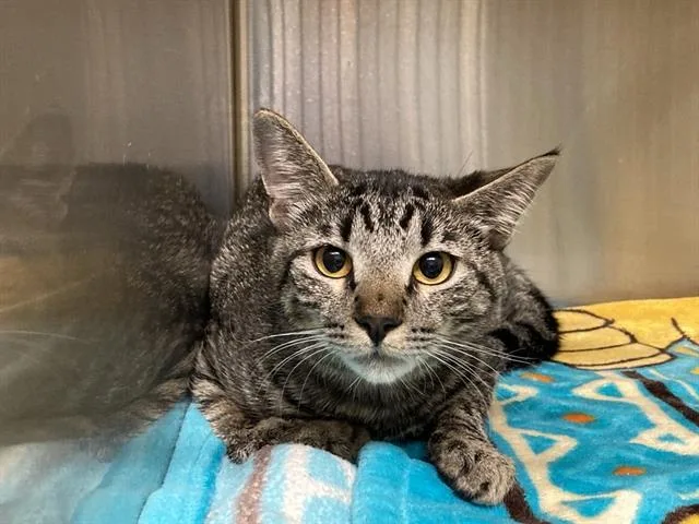 An adult medium-sized female Domestic Short Hair cat named Melanie for adoption in Tustin, CA