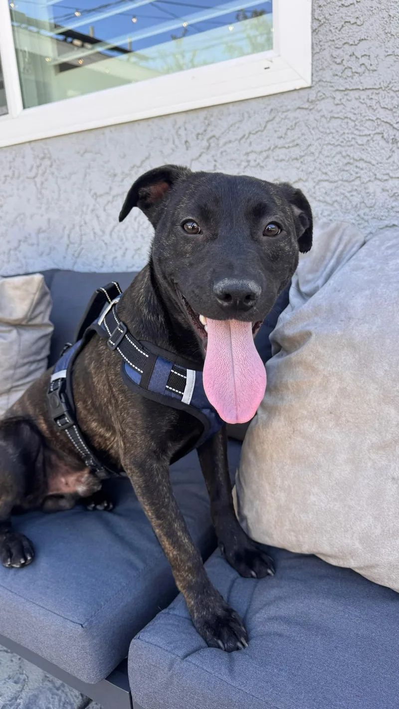 A young medium-sized male Pit Bull Terrier dog named Finn Bonded Pair With for adoption in Roseville, CA