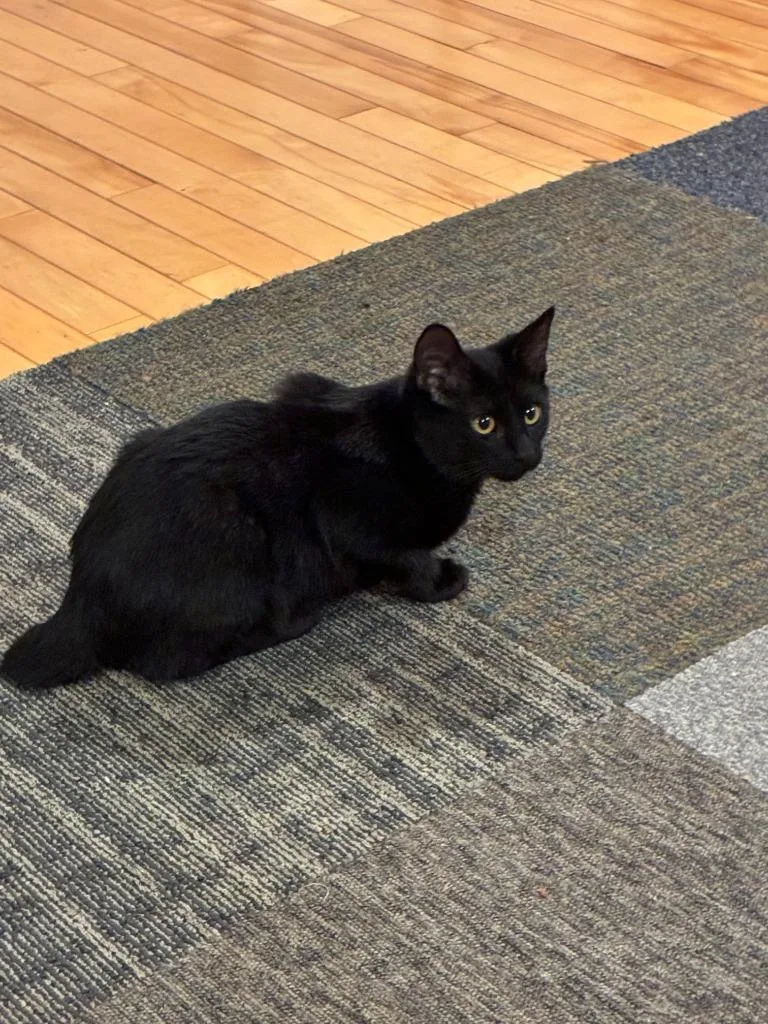 Cardi thumbnail 2