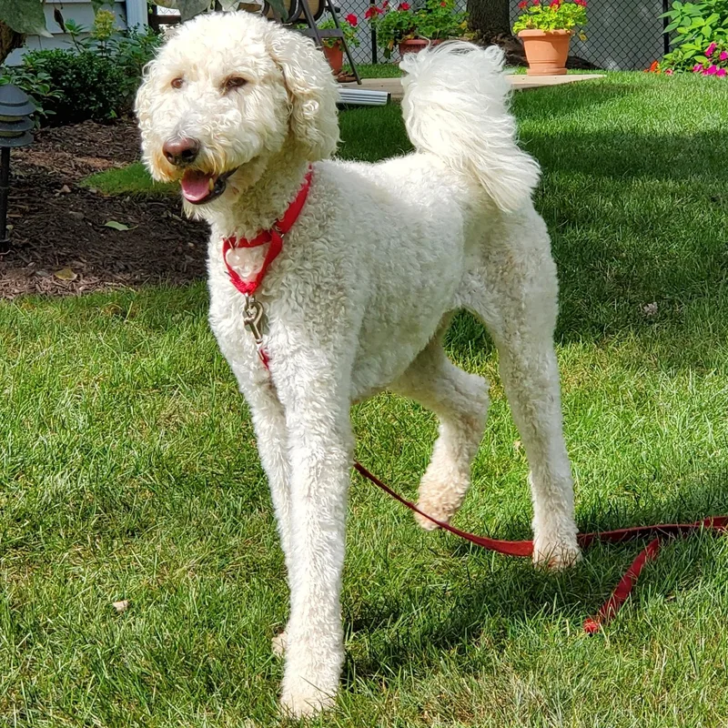 An adult medium-sized male Standard Poodle dog named Eddy for adoption in Palatine, IL
