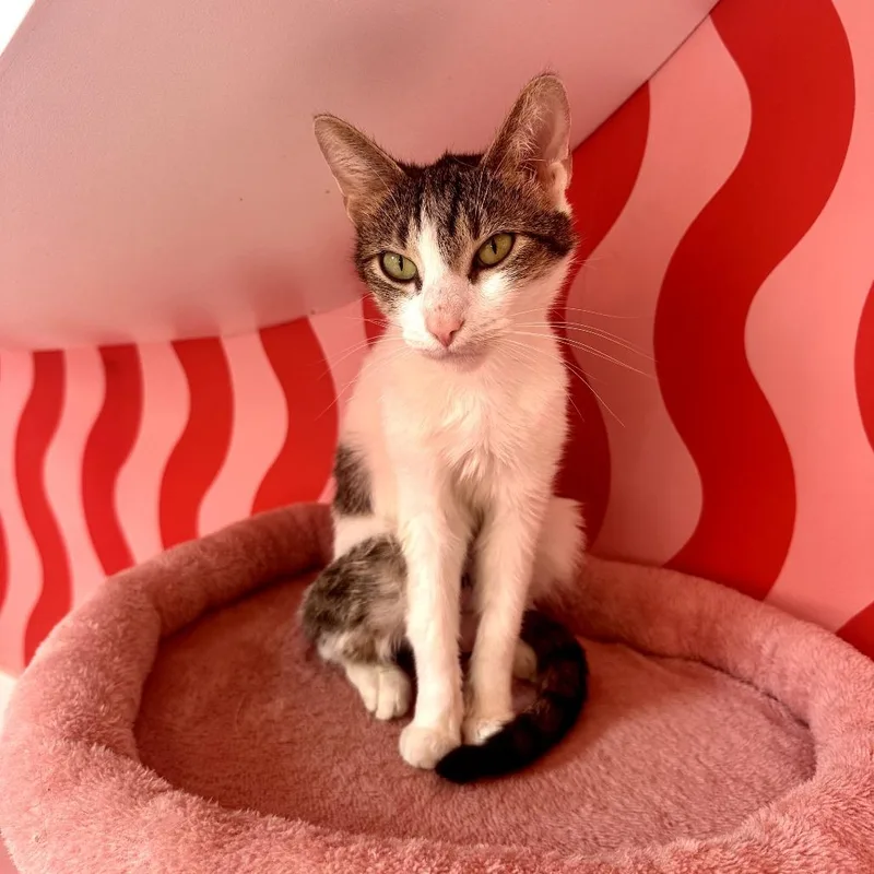 A young medium-sized female Brown / Chocolate Domestic Short Hair cat named Prada for adoption in Forest Park, IL