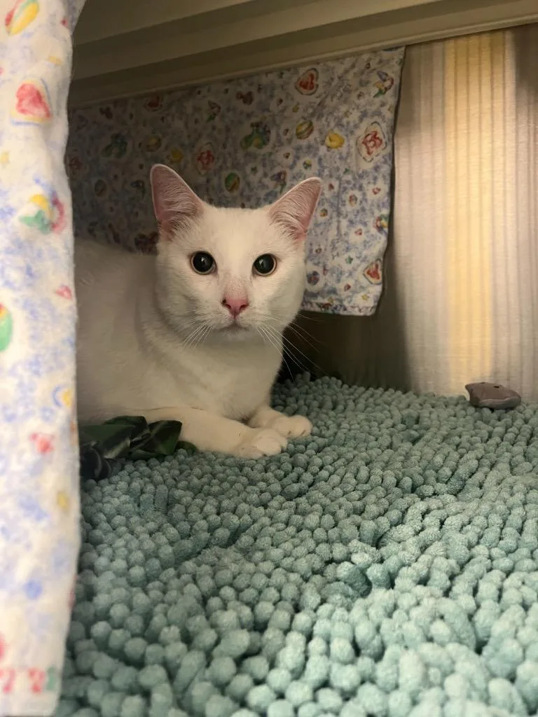 An adult medium-sized male Domestic Short Hair cat named Moose for adoption in Minot, ND
