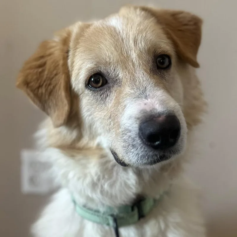 A young medium-sized male White / Cream Mixed Breed dog named Corey for adoption in Buffalo, MN