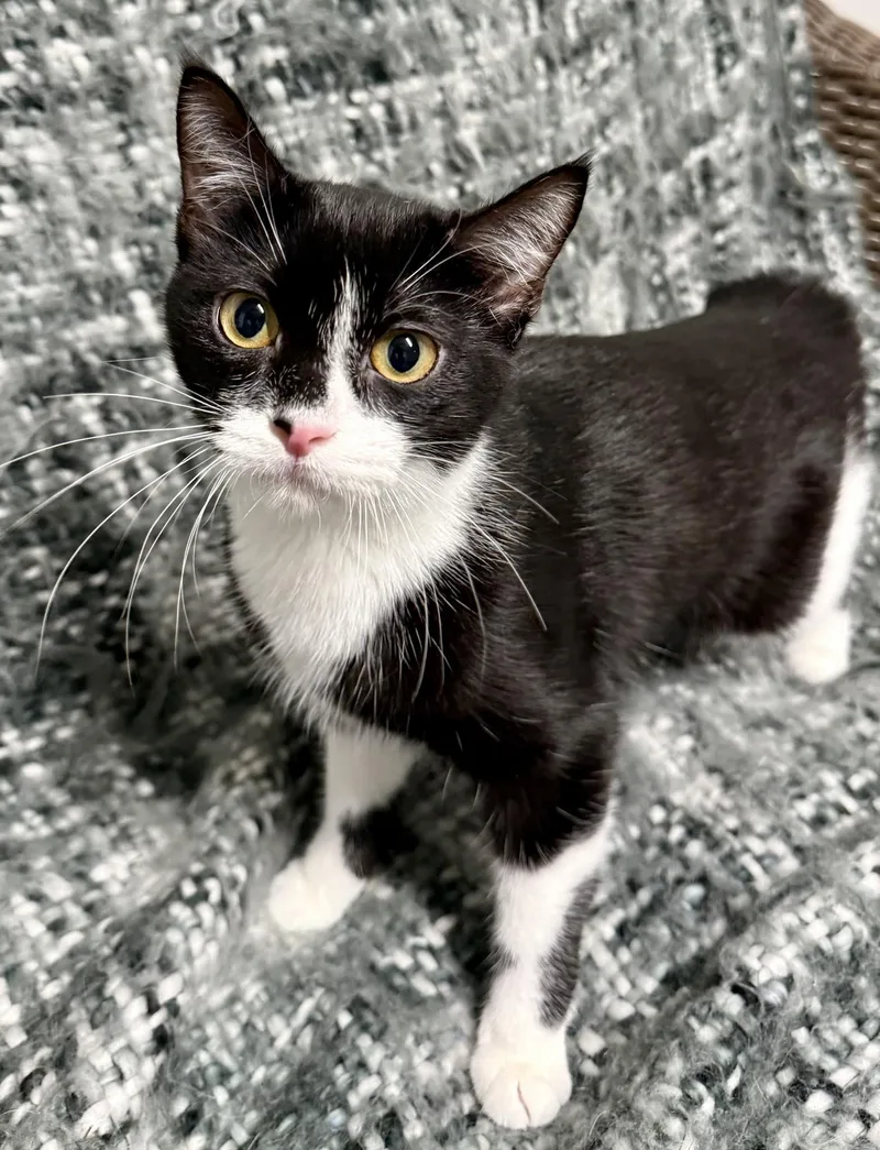 A young small-sized female Black & White / Tuxedo Domestic Short Hair cat named Yogi for adoption in Bolivia, NC