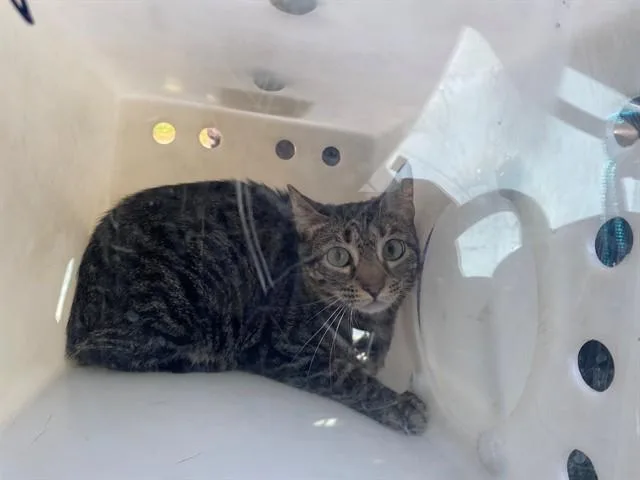 A young medium-sized female Domestic Short Hair cat named Emmie for adoption in Garland, TX