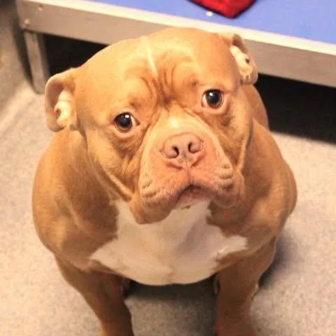 An adult medium-sized male White / Cream Pit Bull Terrier dog named 26-01448 for adoption in Fredericksburg, VA