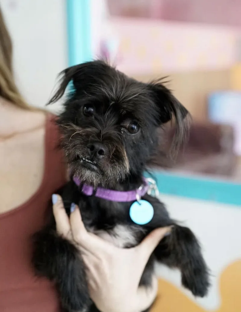 A young small-sized male Brussels Griffon dog named Buster for adoption in Pasadena, CA
