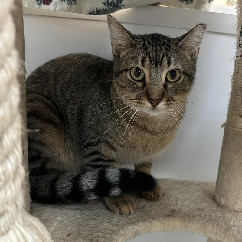 An adult medium-sized male Tabby (Brown / Chocolate) Domestic Short Hair cat named Basmati for adoption in Richland Center, WI