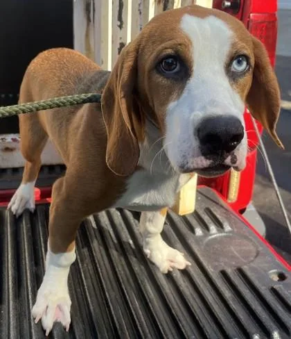 A young medium-sized male Basset Hound dog named Cody for adoption in Blue Ridge, GA