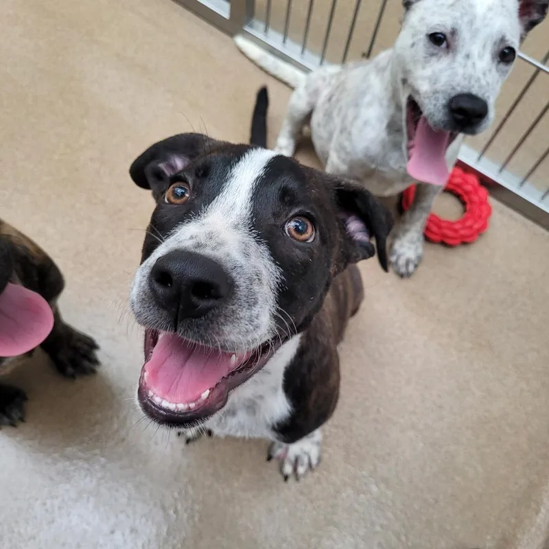 A baby small-sized male Terrier dog named The Duke for adoption in Corpus Christi, TX