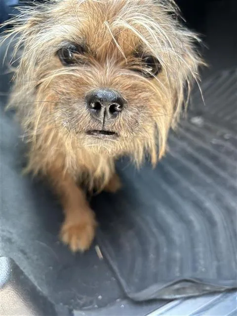 An adult small-sized female Brussels Griffon dog named Mamacita for adoption in San Antonio, TX