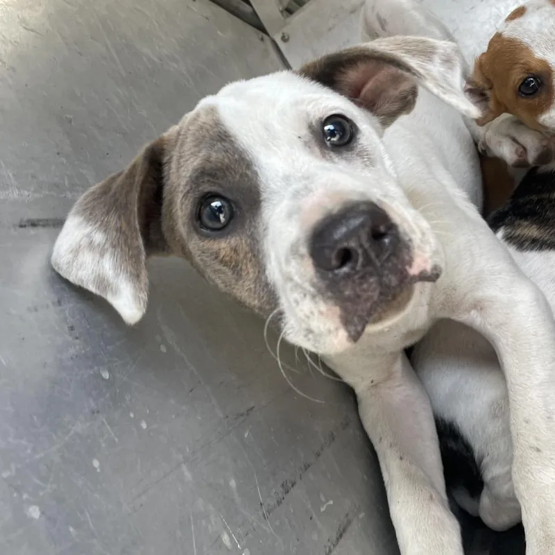 A baby small-sized female White / Cream Mixed Breed dog named Amara for adoption in Edinburg, TX