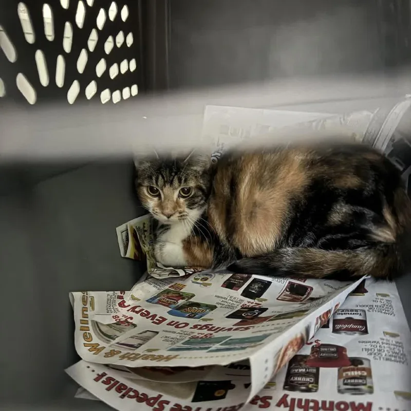 A young medium-sized female Calico Domestic Short Hair cat named Jeanine for adoption in Columbus, NC