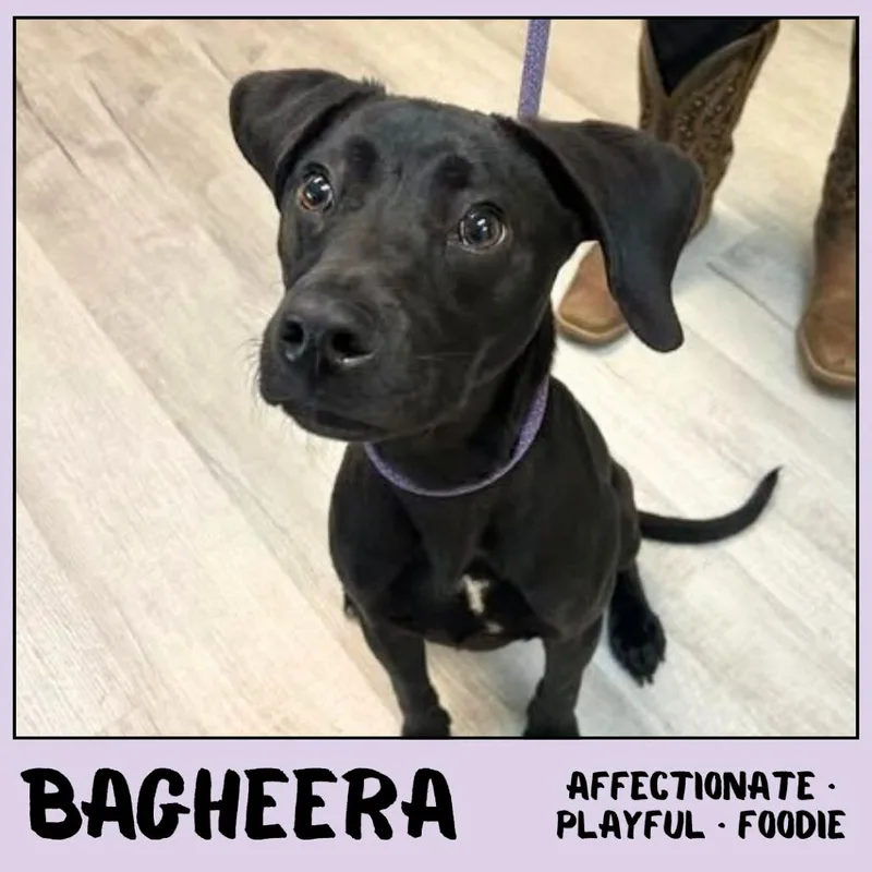 Bagheera