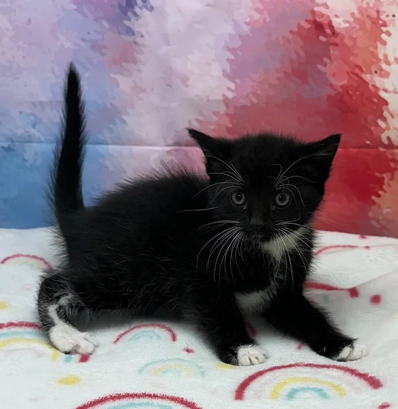 A baby small-sized male Domestic Short Hair cat named Ethan for adoption in Washington Court House, OH