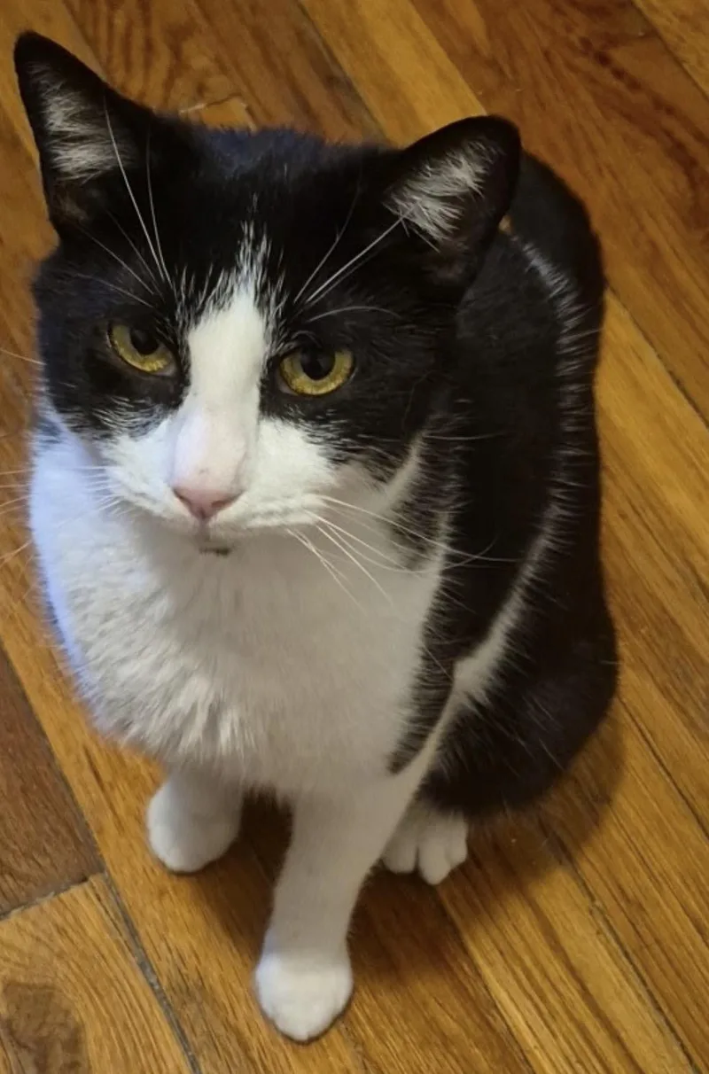 A young medium-sized female Black & White / Tuxedo Domestic Short Hair cat named Dixie & Pixie for adoption in Staten Island, NY