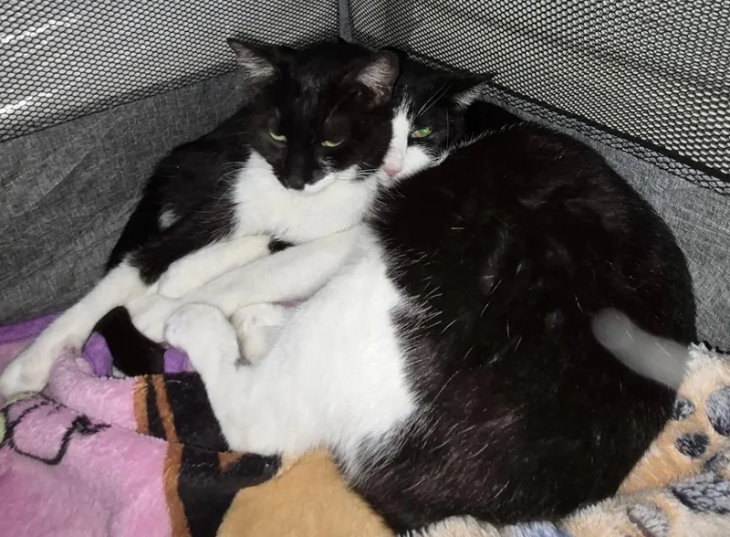 Dixie & Pixie thumbnail 2