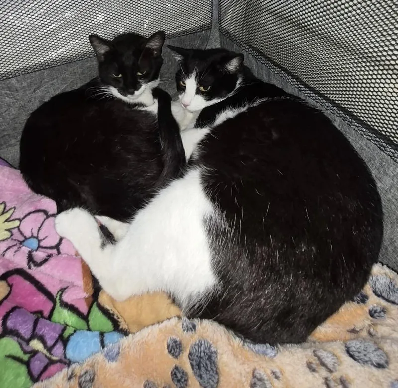 Dixie & Pixie thumbnail 3