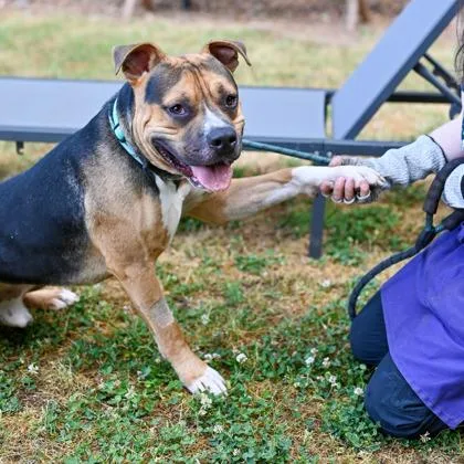 An adult large-sized male Mixed Breed dog named Paradox for adoption in Chamblee, GA