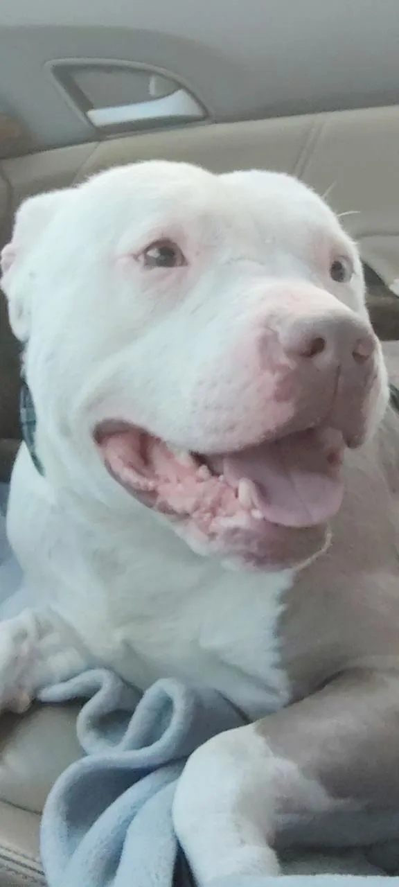 An adult medium-sized male White / Cream American Bully dog named Kato for adoption in Lima, OH