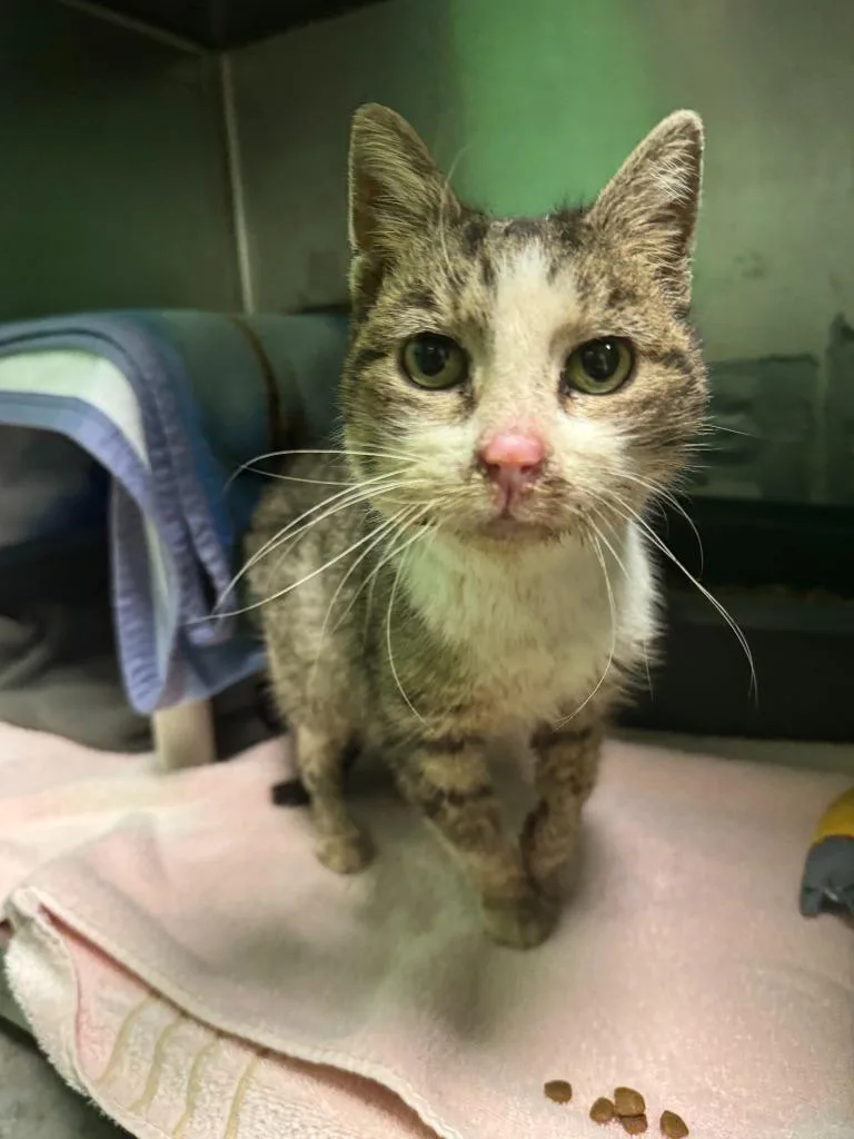 A senior medium-sized female Domestic Short Hair cat named Dexie for adoption in Olean, NY