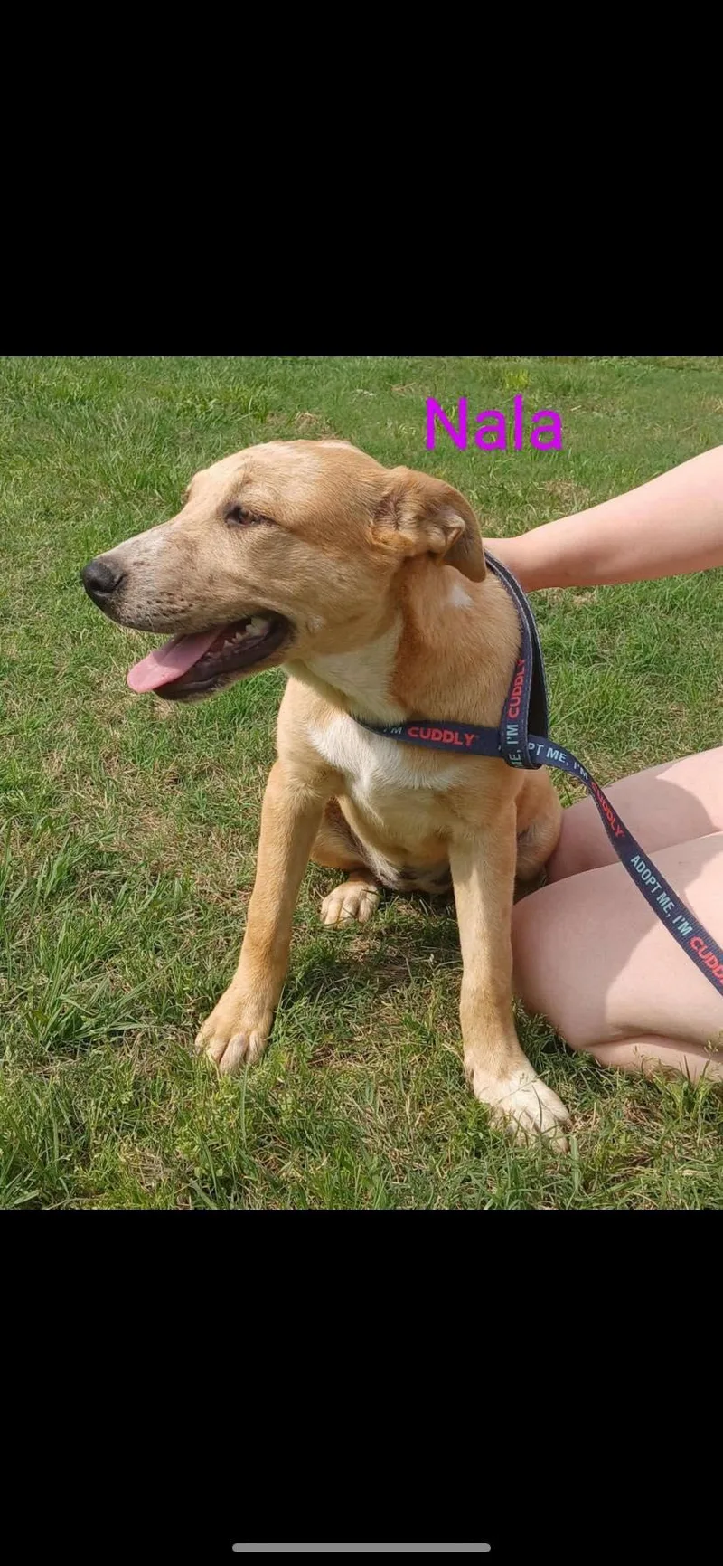 A young medium-sized female Yellow / Tan / Blond / Fawn Yellow Labrador Retriever dog named Nala for adoption in Livingston, TX
