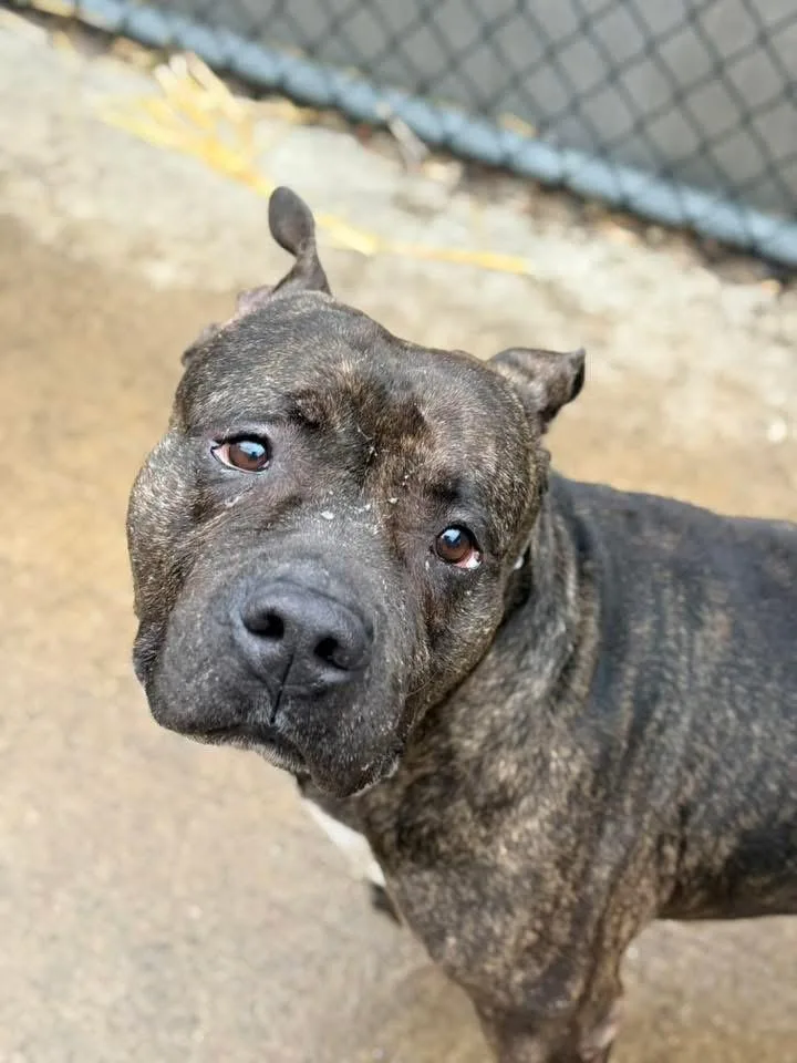 An adult medium-sized male Brindle Pit Bull Terrier dog named Trout for adoption in Chicago, IL