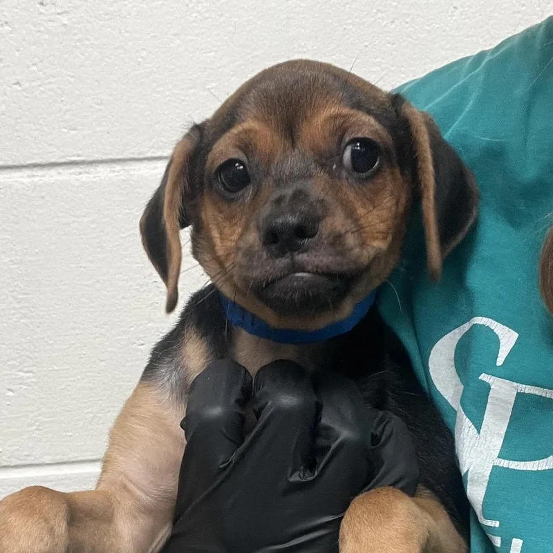 A baby small-sized male Black Chihuahua dog named Teddy for adoption in Lakeland, FL