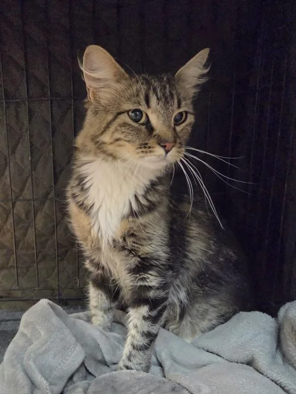 An adult medium-sized female Domestic Medium Hair cat named Maisie for adoption in Kennewick, WA