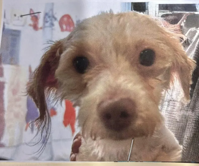 A baby small-sized male White / Cream Terrier dog named Tyler for adoption in Ozone Park, NY