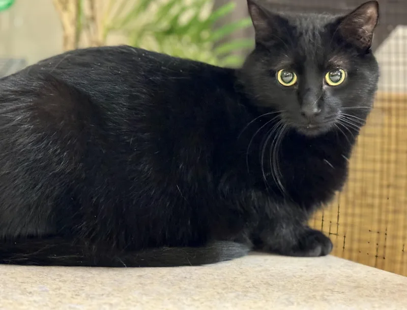An adult large-sized female Black Domestic Short Hair cat named Rikki for adoption in Erie, PA