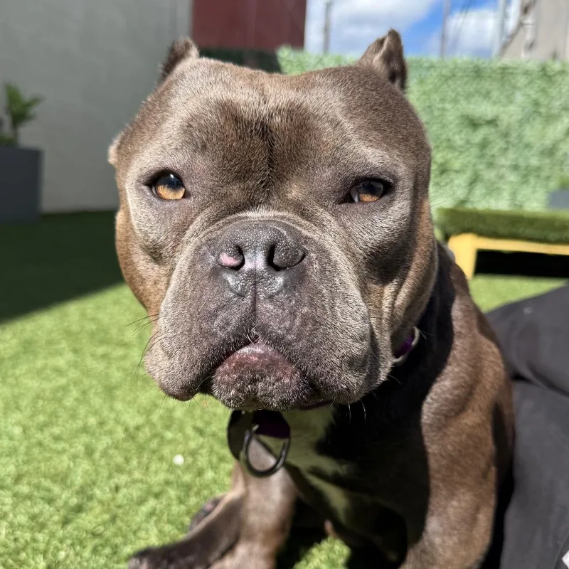 An adult medium-sized female Gray / Blue / Silver Pit Bull Terrier dog named Roux for adoption in Los Angeles, CA