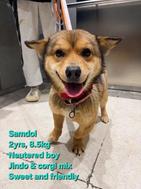 A young small-sized male Corgi dog named Samdol for adoption in Agoura Hills, CA
