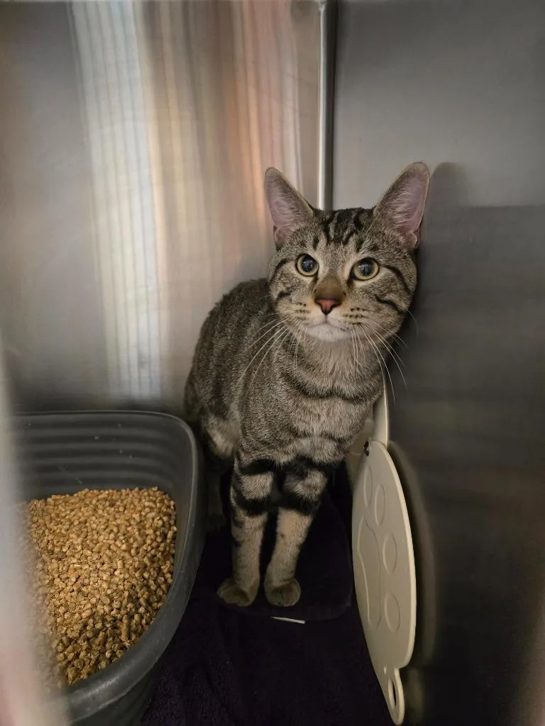 A young large-sized male Domestic Short Hair cat named Lucas for adoption in Barron, WI