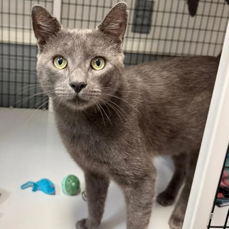 A young large-sized male Domestic Short Hair cat named Buford for adoption in Ewing, NJ