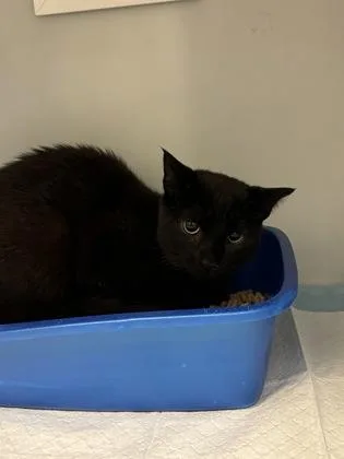 A young small-sized male Domestic Short Hair cat named Jonah for adoption in Cumming, GA