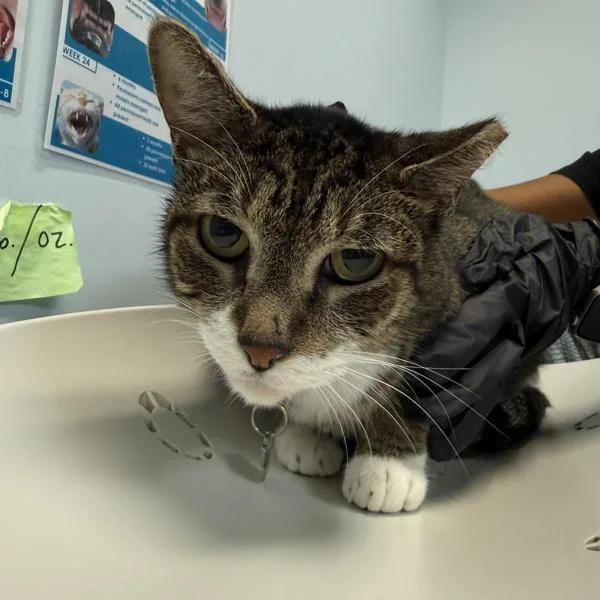 An adult medium-sized male Domestic Short Hair cat named Spheckles for adoption in San Diego, CA
